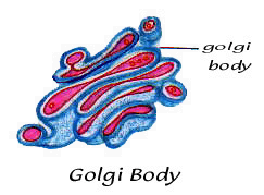 golgi body