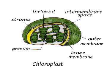 chloroplast