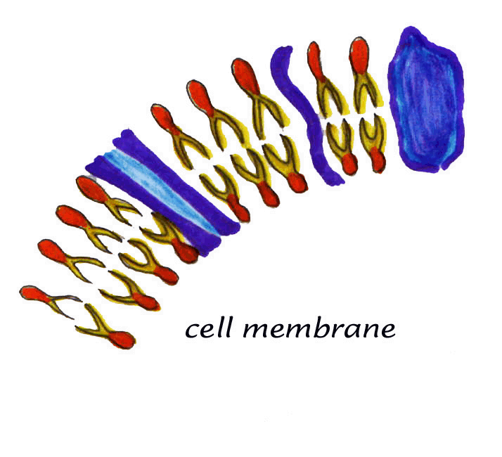 cell membrane