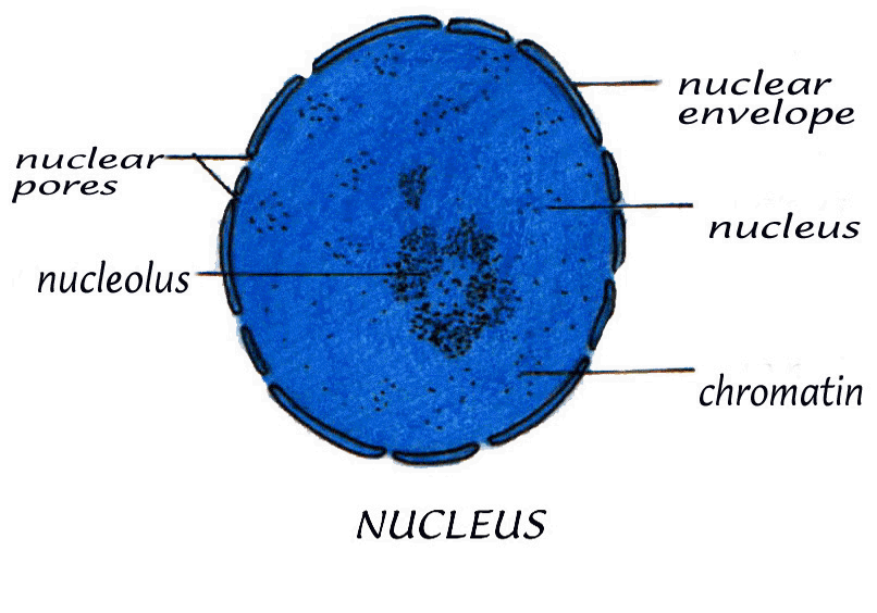 nucleus