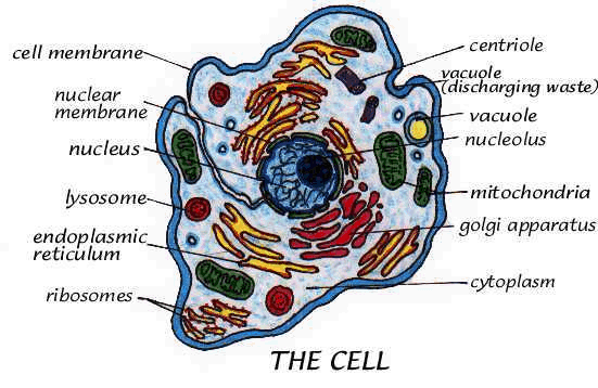 cell